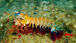 海洋生物有多少种