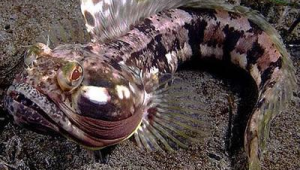 20000种海洋生物名称