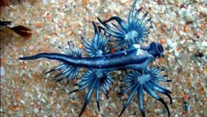 海洋生物的名字