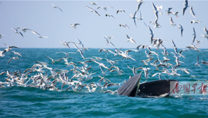 海洋生态系统包括哪三类群体