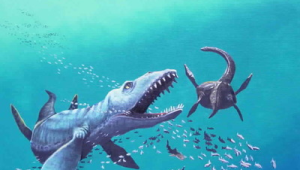 海洋生物图片大全大图