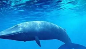 比大象大的海洋生物有哪些
