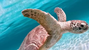 海洋生物图片100张