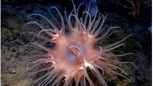 海洋生物名称大全图片