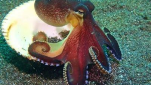 海洋生物的名字,种类和图片?