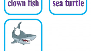 海洋生物英语名称大全 名字