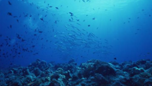 海洋生态学就业前景