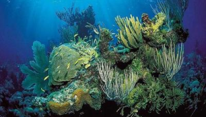 海洋生态系统有哪些生物