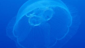 海洋生物有哪些