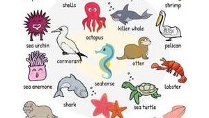 海洋生物英语表达