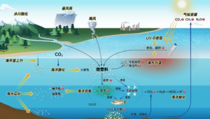 海洋生态系统的三大功能