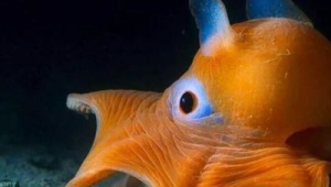 海洋里100种动物名字