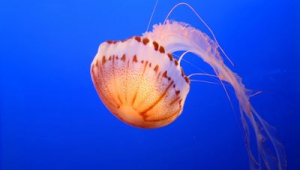 像伞一样的海洋生物有哪些