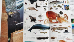 海洋有哪些生物种类