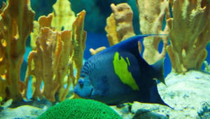 海洋生物图片及名称大全