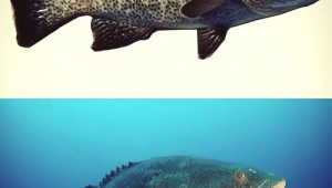 海洋动物名称大全500