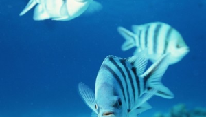 海洋生物名称大全 名字