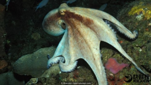 常见的海洋生物有哪些