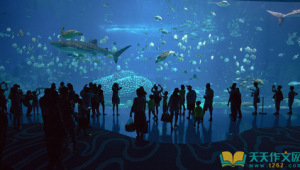 海洋生物英语作文