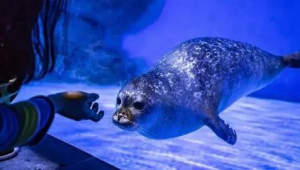 海洋科普馆要门票吗