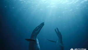 远古海洋生物有哪些