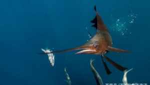 好听海洋生物名字