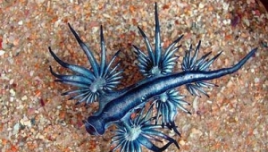 有毒的海洋生物有哪些