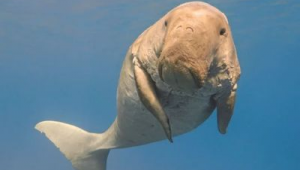 20000种海洋生物图片