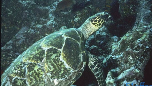 濒危的海洋生物有哪些