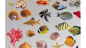 海洋生物有哪些种类