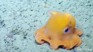 海洋生物有哪些?