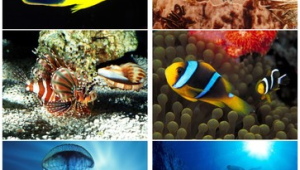 无光层的海洋生物有哪些