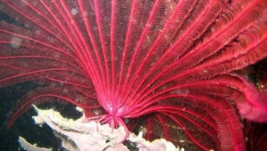 海洋生物有多少种,其中海洋植物有多少种